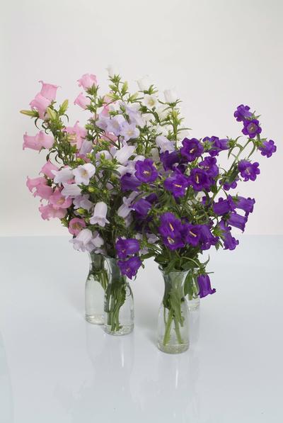 CAMPANULA F.1 CHAMPION MISCUGLIO NR.1000 SEMI